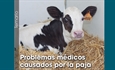 Problemas mdicos causados por la paja