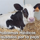 Problemas mdicos causados por la paja