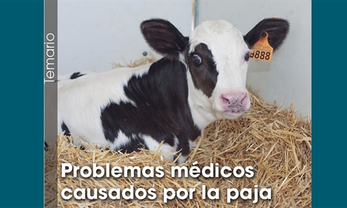 Problemas mdicos causados por la paja