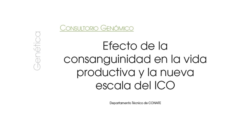 Efecto de la consanguinidad en la vida productiva y la nueva escala del ICO