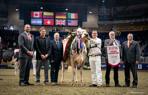 Shakira, Vaca Campeona Suprema Royal 2023