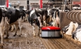 Lely presenta Discovery Collector C2, un nuevo robot para limpiar naves ganaderas