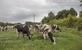 Una fertilizacin del suelo ms eficiente y sostenible en las zonas de pasto de la ganadera de vacuno en extensivo