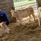 Nuevo cepillo rotativo DeLaval para vacuno de carne