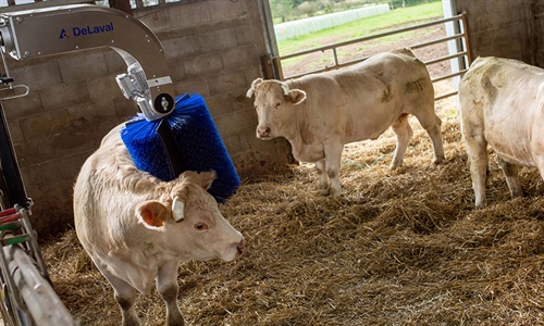 Nuevo cepillo rotativo DeLaval para vacuno de carne