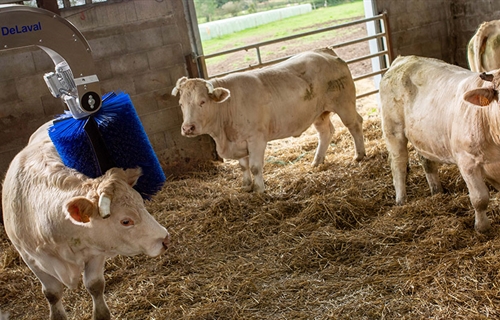 Nuevo cepillo rotativo DeLaval para vacuno de carne