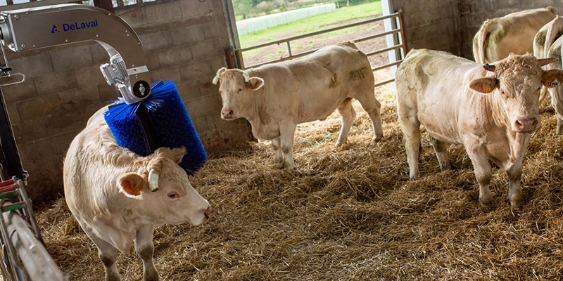 Nuevo cepillo rotativo DeLaval para vacuno de carne