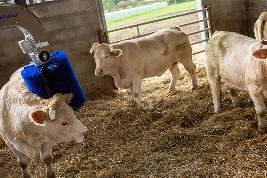 Nuevo cepillo rotativo DeLaval para vacuno de carne