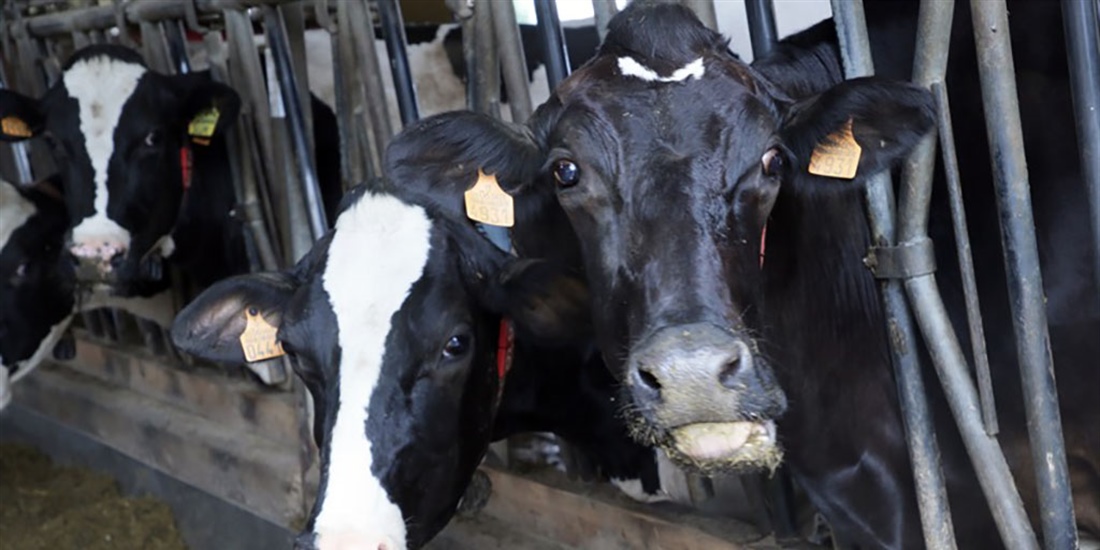 Cantabria destina 810.000 euros a mejorar el control lechero en la...