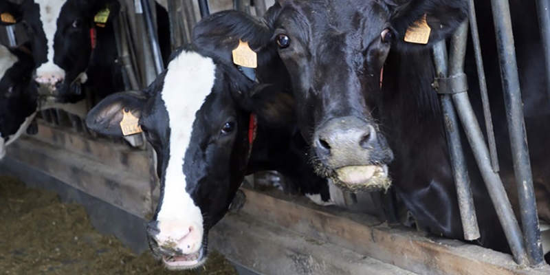 Cantabria destina 810.000 euros a mejorar el control lechero en la ganadera de vacuno
