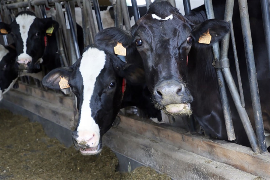 Cantabria destina 810.000 euros a mejorar el control lechero en la...