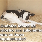 Cuntas tomas de calostro son suficientes para un buen encalostrado?