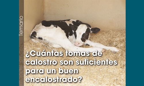 Cuntas tomas de calostro son suficientes para un buen encalostrado?