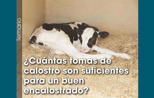 Cuntas tomas de calostro son suficientes para un buen encalostrado?