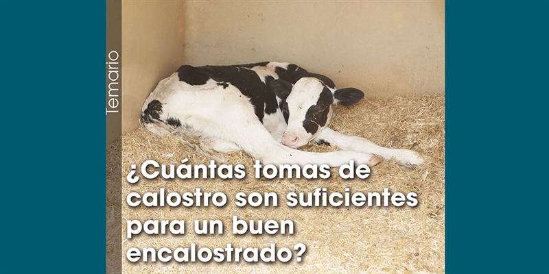 Cuntas tomas de calostro son suficientes para un buen encalostrado?