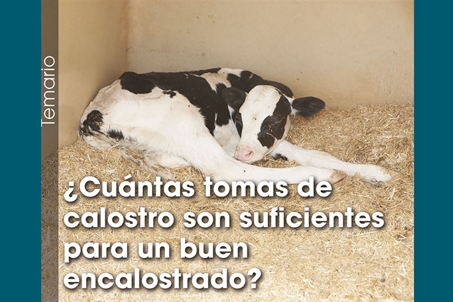 Cuntas tomas de calostro son suficientes para un buen encalostrado?