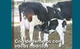 Cra de terneros con vacas nodrizas