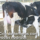 Cra de terneros con vacas nodrizas