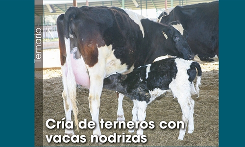 Cra de terneros con vacas nodrizas