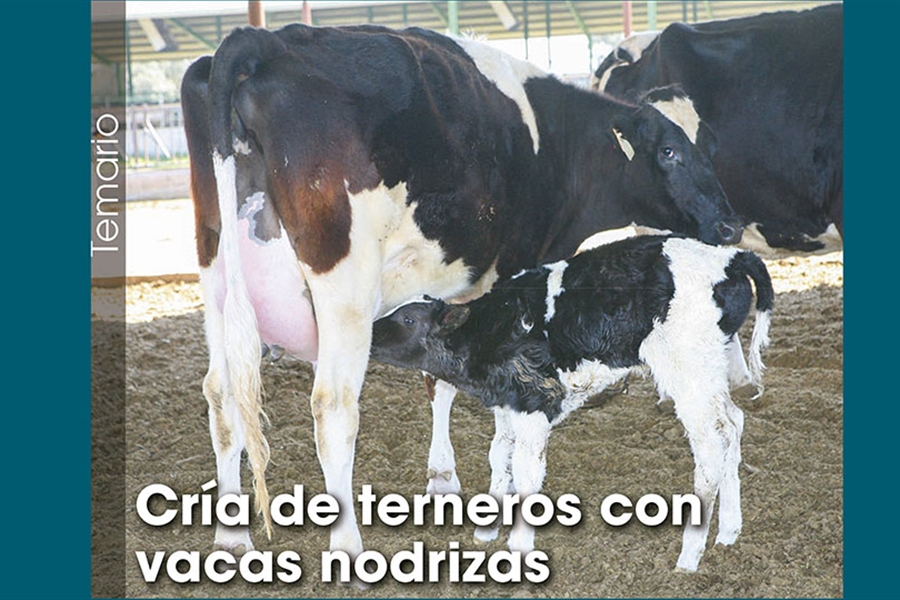 Cra de terneros con vacas nodrizas