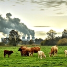 #RealidadGanadera: Los ciudadanos saben que la produccin de carne no es la principal causa de las emisiones de GEI