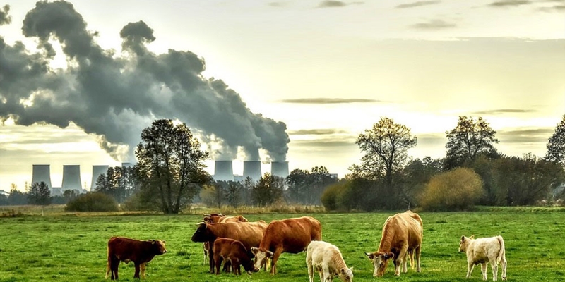 #RealidadGanadera: Los ciudadanos saben que la produccin de carne no es la principal causa de las emisiones de GEI