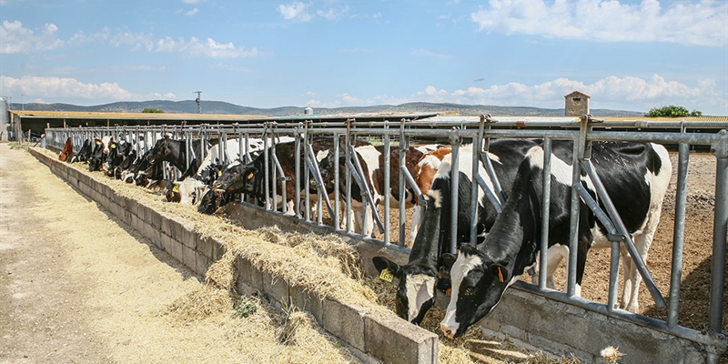 La localizacin y el clima penalizan a Espaa en la propuesta sobre transporte animal