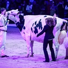 Sunibelle Dempsey Esprit, Vaca Gran Campeona de Swiss Expo 2024