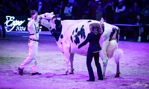 Sunibelle Dempsey Esprit, Vaca Gran Campeona de Swiss Expo 2024