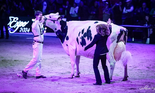 Sunibelle Dempsey Esprit, Vaca Gran Campeona de Swiss Expo 2024