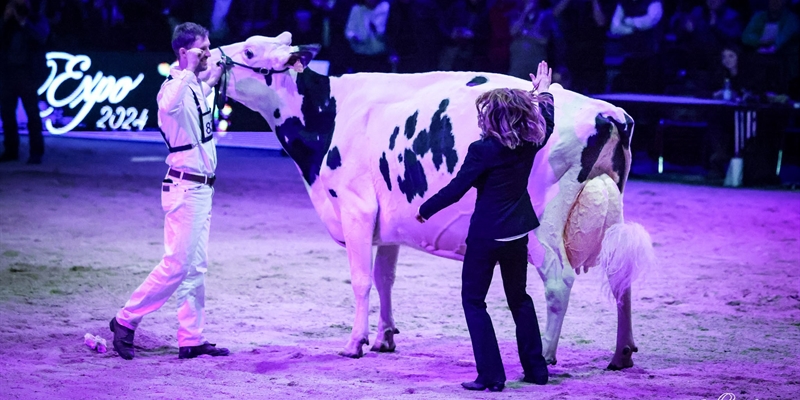 Sunibelle Dempsey Esprit, Vaca Gran Campeona de Swiss Expo 2024