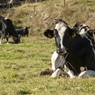 Un componente de la grasa lctea presente en la leche de vaca podra ayudar a prevenir el deterioro cognitivo leve asociado al envejecimiento