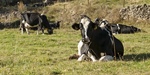 Un componente de la grasa láctea presente en la leche de vaca podría ayudar a prevenir el deterioro cognitivo leve asociado al envejecimiento