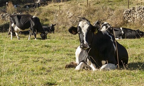 Un componente de la grasa l�ctea presente en la leche de vaca podr�a...