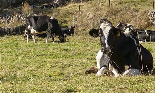 Un componente de la grasa láctea presente en la leche de vaca podría...