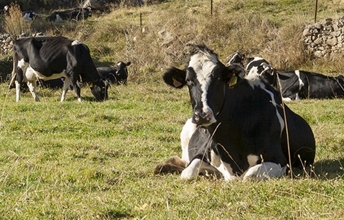 Un componente de la grasa láctea presente en la leche de vaca podría...