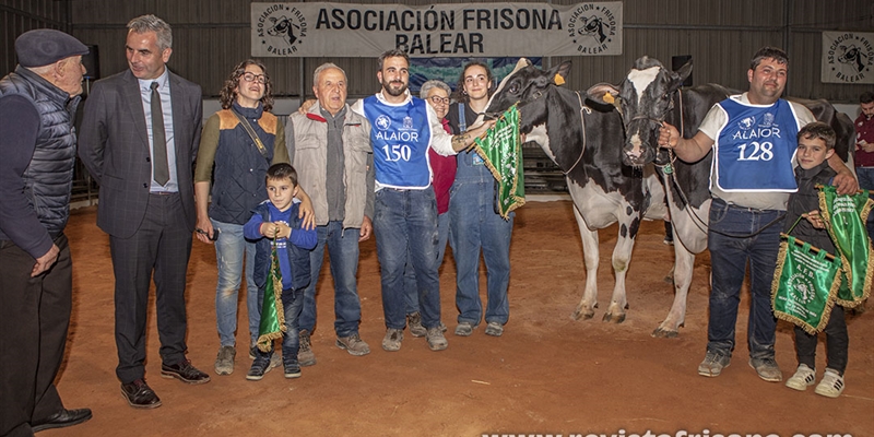 36 Concurso Morfolgico de Ganado Vacuno Frisn de Menorca 2024