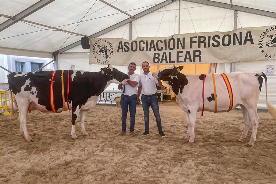 41 Concurso Morfolgico de Ganado Vacuno de Raza Frisona de Mallorca 2024