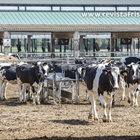 Auguran una subida de la leche en Catalua por la prdida de cosechas para alimentar a las vacas debido a la sequa