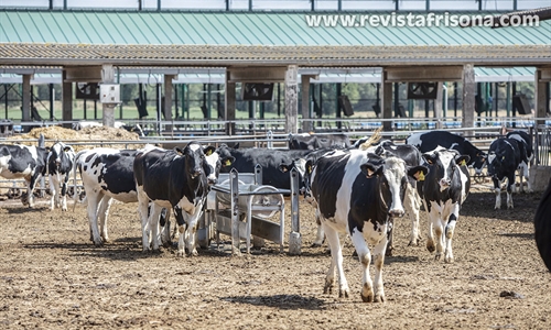 Auguran una subida de la leche en Catalua por la prdida de cosechas...