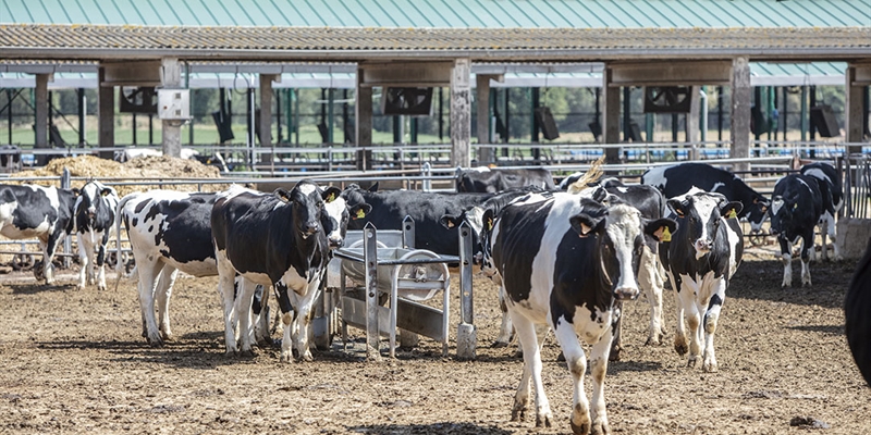 Auguran una subida de la leche en Catalua por la prdida de cosechas para alimentar a las vacas debido a la sequa