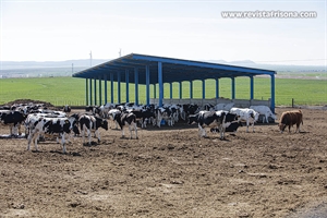 #RealidadGanadera: Un proyecto de investigación alemán demuestra que las ganaderías lecheras de mayor tamaño no ofrecen un peor bienestar animal