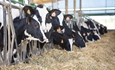 Cantabria pondrá en marcha un grupo de trabajo para dinamizar su sector lácteo
