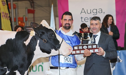 Rey 814 Beemer Yuri, Gran Campeona de Galicia 2024