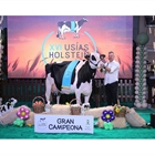 Meridian Nerea, de la ganadera Huerta Los Tobas, Vaca Gran Campeona del Usas Holstein 2024