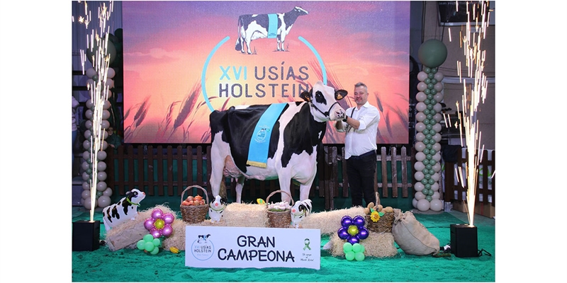 Meridian Nerea, de la ganadera Huerta Los Tobas, Vaca Gran Campeona del Usas Holstein 2024
