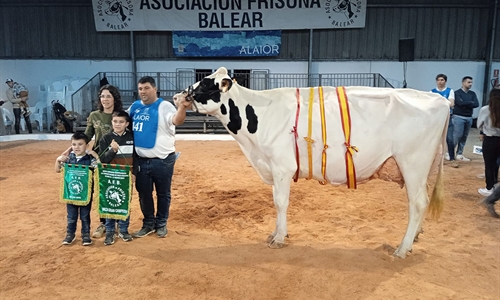 Rafal Fort Grade Isabel, Vaca Gran Campeona de Menorca 2024