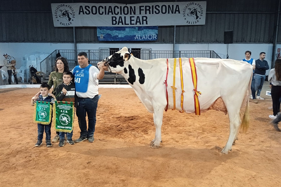 Rafal Fort Grade Isabel, Vaca Gran Campeona de Menorca 2024