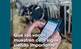 Que las vacas muestren celo sigue siendo importante