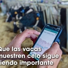 Que las vacas muestren celo sigue siendo importante